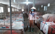 Đủ các loại chi phí "rủ nhau" tăng cao, nuôi heo treo chuồng, nuôi cá bỏ bè trống không ở Tiền Giang