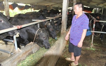 Thái Nguyên: Khát vốn, nhiều nông dân khó mở rộng quy mô chăn nuôi giống bò ví như "cỗ máy sản xuất thịt"