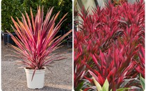 Vì sao cây cảnh phát tài đỏ lại được rất nhiều gia đình lựa chọn để trồng trong nhà?