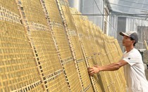 Làm bánh tráng giúp nông dân Lạc Lâm ở Lâm Đồng có thu nhập 500.000 đồng/ngày
