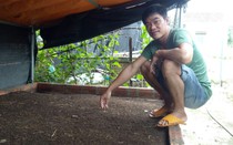 Bình Định: Nuôi trùn quế, làm phân bón trùn quế bán trên sàn điện tử, thợ điện 9X rủng rỉnh tiền tiêu