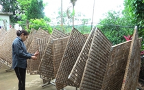 Trồng dâu, nuôi tằm, xe tơ, làm không hết việc, thu nhập tốt, một xã ở Yên Bái có 25 tỷ/năm