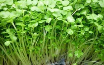 Học nghề trồng nấm, trồng rau mầm sẽ giúp nông dân xã Minh Hòa ở Bình Dương tăng thu nhập