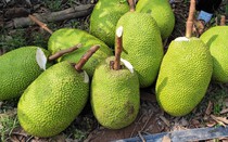 Giá mít Thái hôm nay 19/3: Giá mít tăng thêm 2.000 đồng/kg, trị nấm hồng trên cây mít Thái như thế nào?