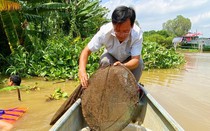 Dòng sông nào nổi tiếng ở An Giang, mùa nước nổi bỗng biến cánh đồng, vô số cá, tôm, ốc đồng?