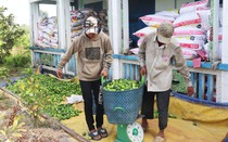 Loại quả này ở Long An, nhìn thấy là tứa nước miếng, sao bỗng bán chạy, hễ hái thương lái "khuân" hết sạch?