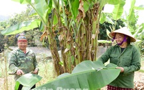 Loại lá tưởng bỏ đi, nay dân xã này ở Tuyên Quang cắt, dóc đem bán cũng kiếm thêm khá tiền
