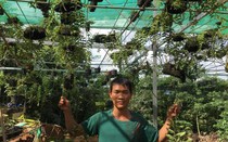 Trồng hoa lan rừng treo la liệt, đếm không xuể, trai làng ở Đắk Nông khiến ai vào xem cũng xuýt xoa