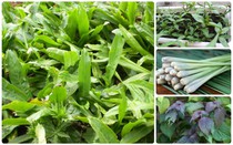 Giao mùa, trồng ngay 5 loại rau thơm không cần chăm mà vẫn tốt um là thần dược tăng cường sức đề kháng