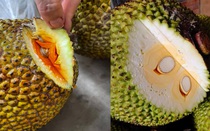 Giá mít Thái hôm nay 27/3: Mít Nhất giá 41.000 đồng/kg, nhiều nhà nhấp nhổm muốn trồng mít ruột đỏ?