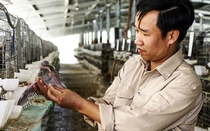 Trang trại nuôi chim bồ câu ở Khánh Hòa lớn nhất, nhì cả nước, thu cả tỷ đồng/tháng