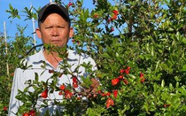 Cây lựu đỏ đến từ đất nước Ấn Độ mang “vận đỏ” cho lão nông ở cao nguyên Lâm Hà 
