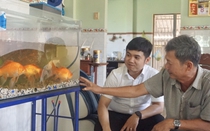 Nuôi loài cá màu Nhật Bản cho người thiên hạ chơi cảnh, ông nông dân Long An đợt nào cũng bán hết sạch