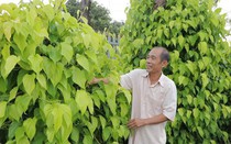 Trồng thứ cây như cây cảnh cho vui cửa vui nhà, ngờ đâu ông nông dân Bình Phước kiếm thêm bộn tiền