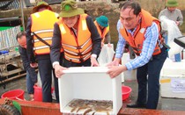 Nam Định: Thả 1 triệu con giống thủy sản xuống sông Hồng nhằm tái tạo nguồn lợi thủy sản