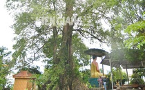Một cây cổ thụ ở Phú Quốc của Kiên Giang thọ ngang tuổi "ông Bành Tổ", xem trầm trồ, đó là cây gì?