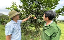 Một loại quả đặc sản Hà Tĩnh bất ngờ thành cây khá giàu cho dân một vùng Quảng Bình