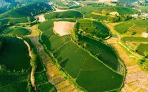 Cả làng, cả xã ở Nghệ An thu gần 40 tỷ/năm nhờ loại cây lá chát trồng trên đồi vắng