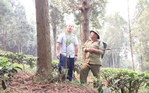 Làm giàu kiểu lạ ở Nghệ An, thả gà dưới tán rừng cây pơ mu quý, tưởng chơi mà hóa ra kiếm bộn tiền