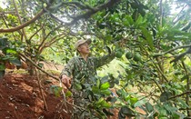 Nông dân 8X người Thái ở Điện Biên chỉ nuôi một con, trồng hai thứ cây mà thu tiền tỷ

