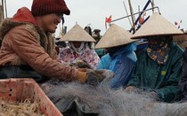 Nam Định: Ra biển kéo lưới trúng đậm tôm "hung dữ" toàn con to bự