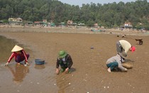 Nghệ An: Xót xa nghề “đánh bạc với trời"-nuôi ngao bãi triều