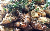 Nhộng ve sầu đầu hạ