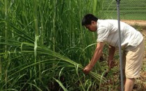 Vốn của Hội “dẫn” đàn bò về bản