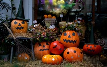 Vài triệu đồng một trái bí ngô khổng lồ chơi Halloween, vừa đăng bán đã cháy hàng