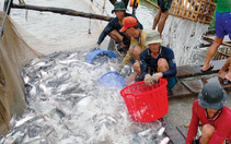 Trung Quốc đột ngột giảm mua thủy sản Việt Nam