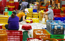 Chợ đầu mối Bình Điền hoạt động lại, hơn một nửa chợ truyền thống đã mở cửa