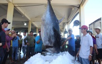Phú Yên muốn xây dựng chợ đấu giá cá ngừ đại dương giống như Nhật Bản