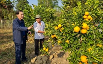 Hội Nông dân tỉnh Điện Biên: Hỗ trợ tiêu thụ 10 tấn cam vàng Hà Giang

