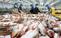 Xuất khẩu cá tra năm 2021 có thể đạt 1,54 tỷ USD