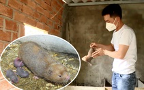 Thanh niên Bình Thuận nuôi con gặm nhấm nhìn giống chuột, vừa nhàn vừa dễ thu tiền triệu