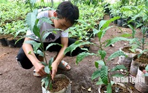 Bỏ việc lương cao về Bình Phước trồng giống cây lạ, thu hàng trăm triệu đồng