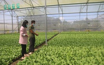 Bà Rịa - Vũng Tàu: Phát triển nông nghiệp công nghệ cao theo hướng bền vững