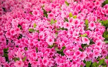 5 loại cây cảnh nên mua ngay, ngắm hoa mỗi ngày chờ Tết đến