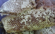  Đi rừng U Minh Hạ mua mắm ong non