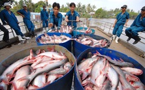 10 doanh nghiệp xuất khẩu cá basa, cá tra của Việt Nam không bị Mỹ áp thuế chống bán phá giá