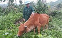 Nậm Nhùn: Nhiều biện pháp phòng, chống dịch bệnh cho đàn vật nuôi