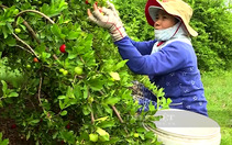 Tiền Giang: Bí quyết trồng trái đặc sản ví như “Vua vitamin C”, lão nông Gò Công thu tiền tỷ