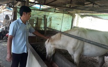 Nông dân Tây Bắc: Nông dân Lai Châu kiếm bộn tiền nhờ nuôi ngựa bạch