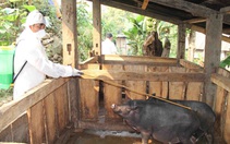 Điện Biên: Phòng, chống dịch bệnh trên đàn gia súc, gia cầm