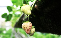 Những trái cây độc đáo chưng Tết trồng thành công tại Đà Lạt