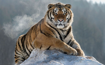 Những loài hổ quý hiếm nhất thế gian