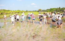 Festival lúa gạo Việt Nam lần thứ V: Cơ hội giao thương, kết nối