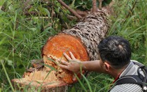 Phá rừng thông ở Lâm Đồng: Hàng trăm cây thông 3 lá nằm la liệt, huyện hỏa tốc chỉ đạo xử lý