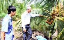 Liên kết trong tổ hợp tác trồng dừa, nông dân xã Lê Minh Xuân làm giàu trên đất khó