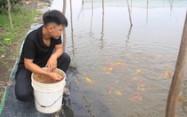 HTX chuyên nuôi cá quý tộc ở Bình Chánh, nông dân thu tiền tỷ